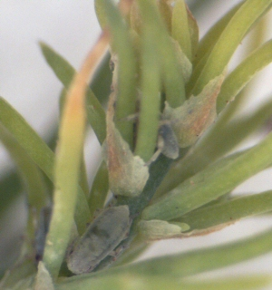 Asparagus Aphid feeding. Asparagus Aphid feeding.