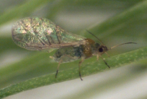 Winged asparagus aphid. Winged asparagus aphid.