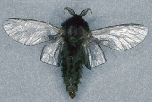 Adult bagworm. Adult bagworm.