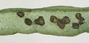 Bean leaf beetle eggs. Bean leaf beetle eggs.
