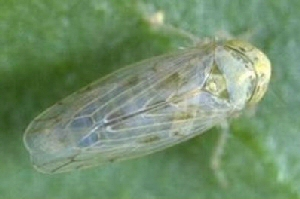 Beet leafhopper. Beet leafhopper.