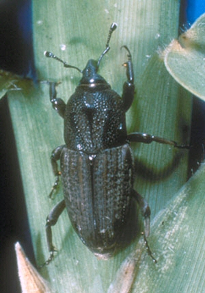 Billbug ob a leaf. Billbug on a leaf.