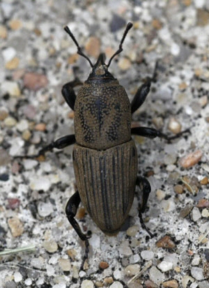 Billbug on gravel. Billbug on gravel.