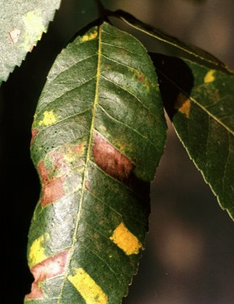 Black pecan aphid damage. Black pecan aphid damage.
