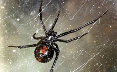 Black Widow Spider | Oklahoma State University