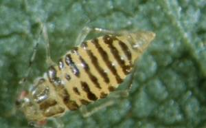 Blackmargined Aphid. Blackmargined Aphid.