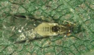 Winged blackmargined aphid. Winged blackmargined aphid.