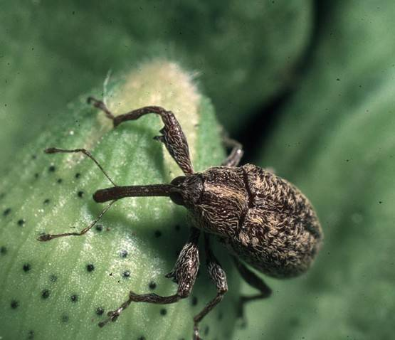 Boll Weevil | Oklahoma State University