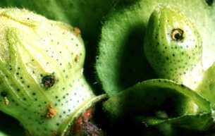 Boil weevils larvae. Boil weevils larvae.
