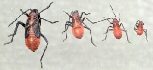 Boxelder lifecycle. Boxelder lifecycle.