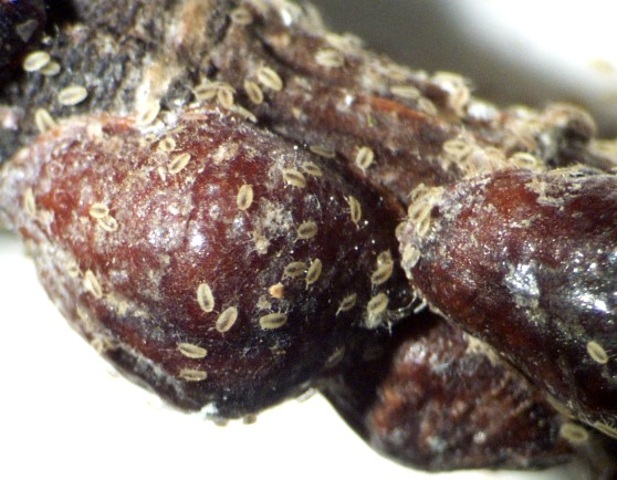 Close up of brown elm scale. Close up of brown elm scale.