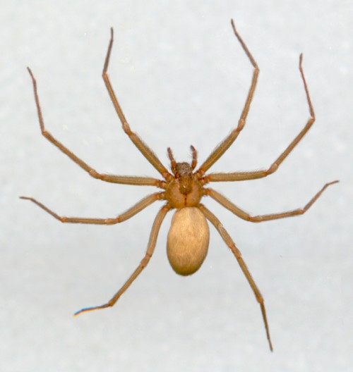 Statistikker diagonal Palads Brown Recluse or Fiddleback Spider | Oklahoma State University