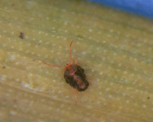 Brown Wheat Mite. Brown Wheat Mite.