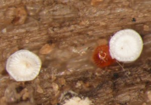 Brown wheat mite larvae. Brown wheat mite larvae.