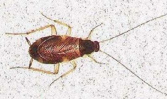 Brownbanded cockroach. Brownbanded cockroach.