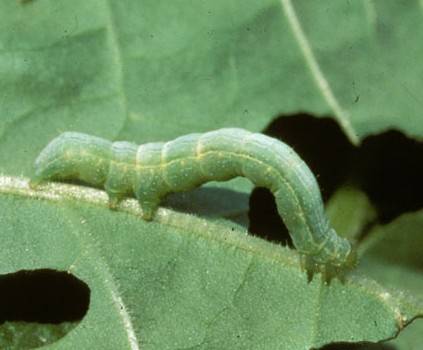 Cabbage looper caterpillar. 