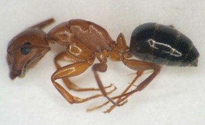 Close up of carperter ant. 