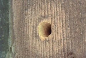 Carpenter bee hole. 