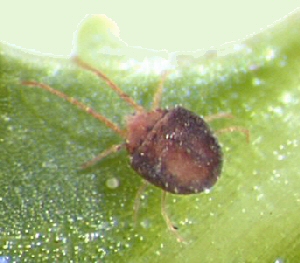 Clover mite on leaf. 