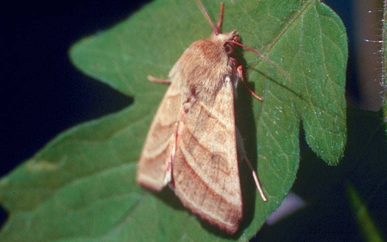 Bud worm moth. 