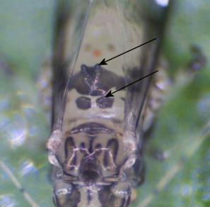 Arrows pointing to features of crapemyrtle aphid. 