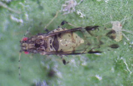 Crapemyrtle aphid. 