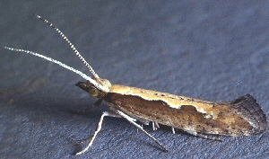 Adult diamondback moth. 