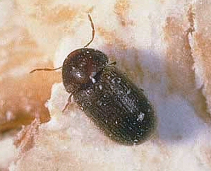 Adult drugstore beetle. 