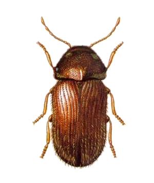 Drugstore Beetle