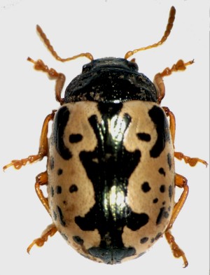 Elm calligrapha beetle. Elm calligrapha beetle.