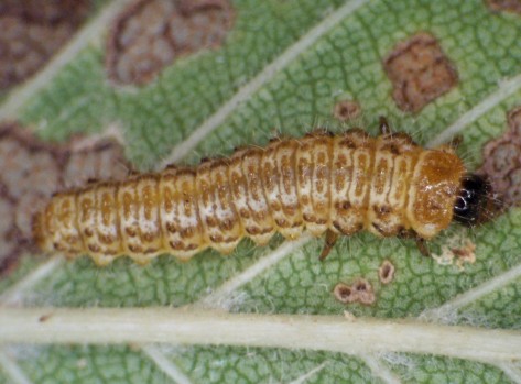 Elm leaf beetle larvae. 