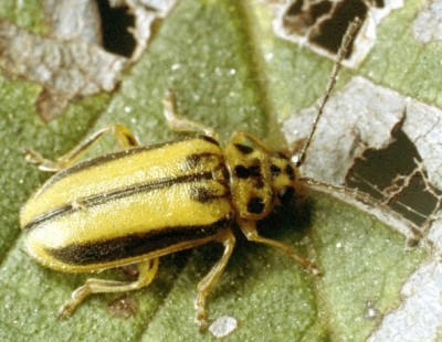 Elm leaf beetle. 