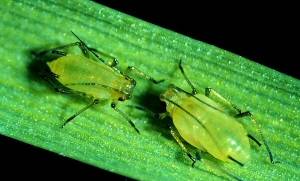 Two english grain aphids. 
