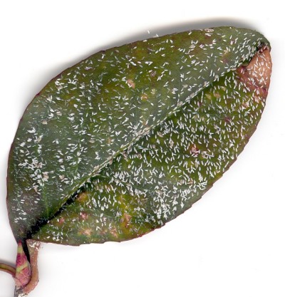 Euonymus scale. Euonymus scale.