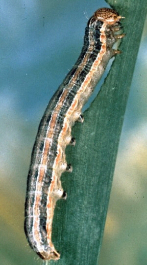 Adult fall armyworm. 