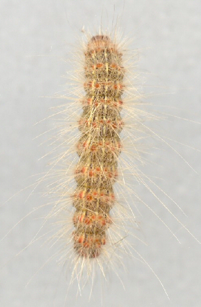 Fall webworm. Fall webworm.