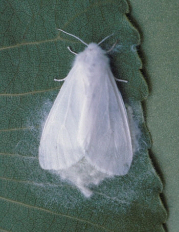 Fall webworm moth. Fall webworm moth.