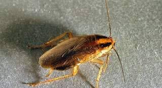 German cockroach. 