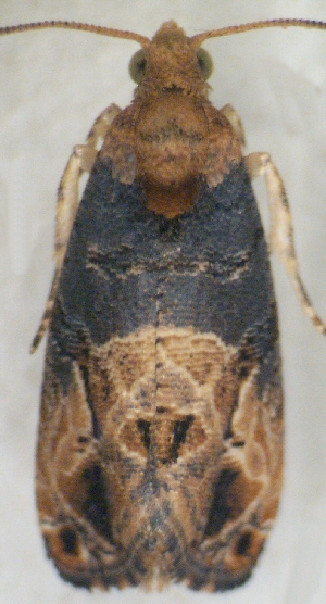 Grape berry moth. Grape berry moth.