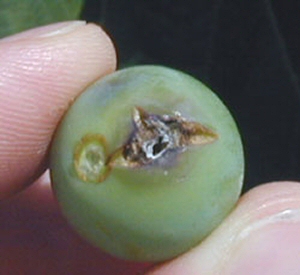 Grape berry moth cacoon. Grape berry moth cacoon.