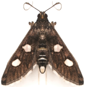 Grape leaffolder moth. Grape leaffolder moth.