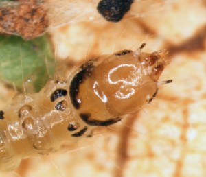 Head of grape leaffolder larvae. 