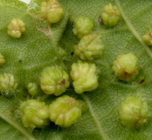 Close up of grape phylloxera. 