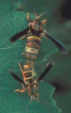 Grape root borer. Grape root borer.