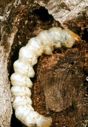 Grape Root Borer | Oklahoma State University