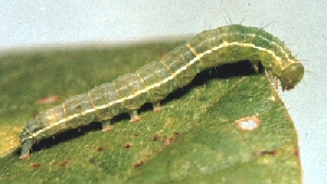 Green cloverworm. 