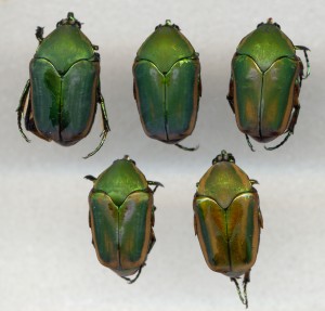 Green june beetles. 