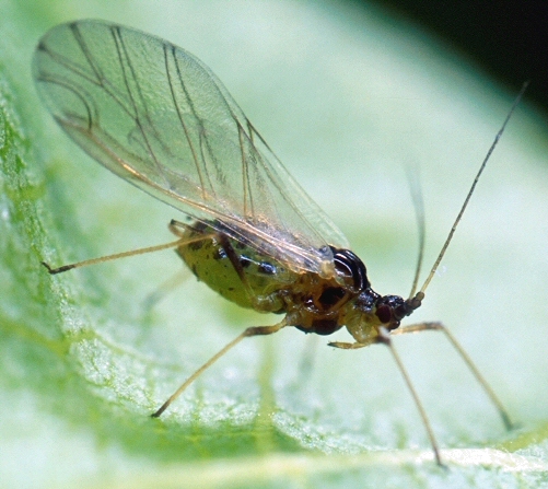 Green peach aphid. 