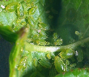 Close up of green peach aphid. 