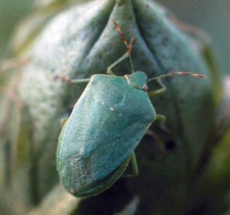 Green stink bugs. 